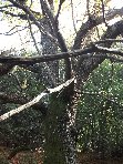 stagno di Serruggeri-Castanea sativa 201011121 030